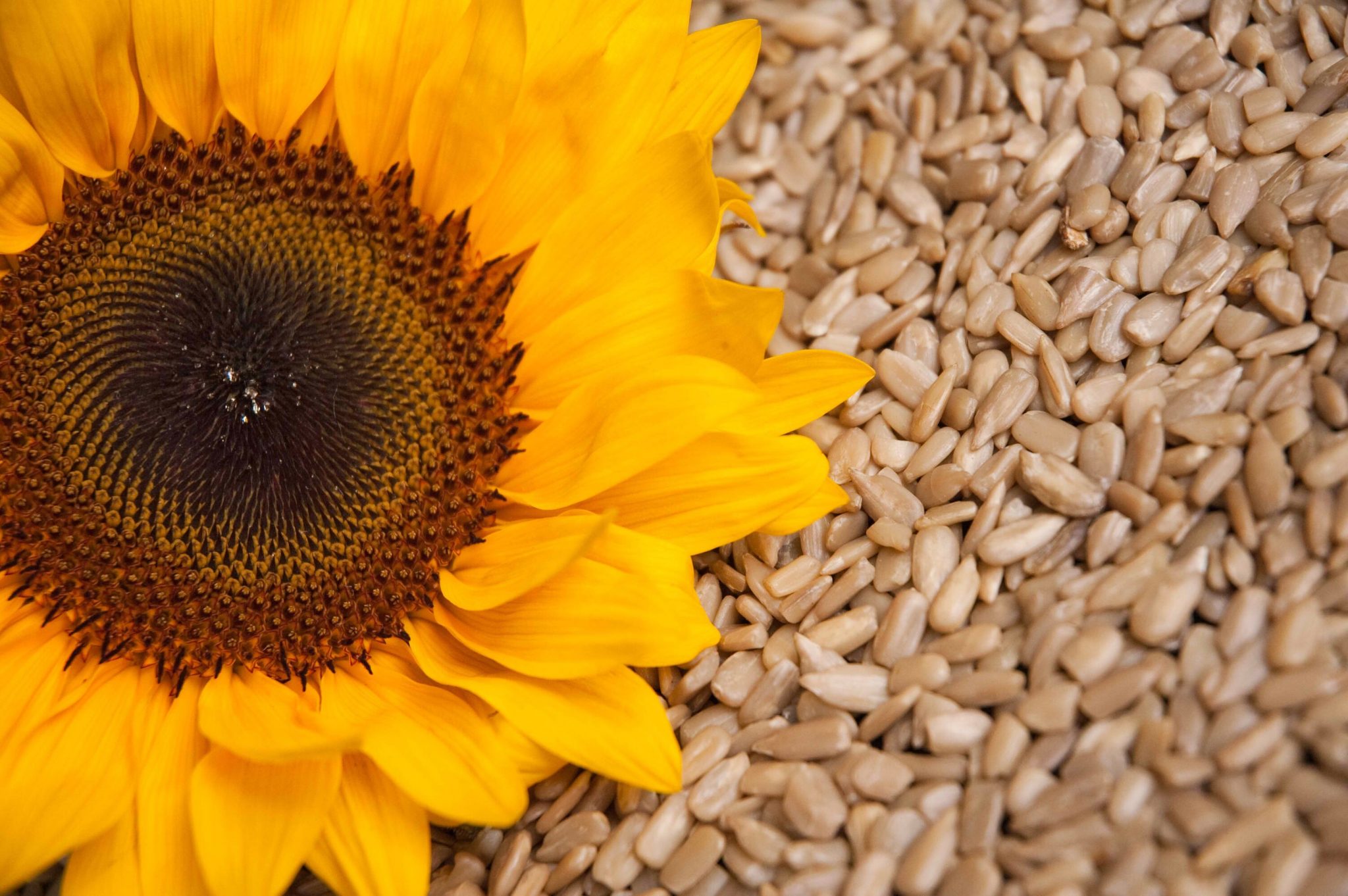 Продажа подсолнуха. Sunflower семена подсолнечника. Сорт подсолнечника Дакота. Семена подсолнечника сорт Тайфун. Семена подсолнечника 8х288клдм.