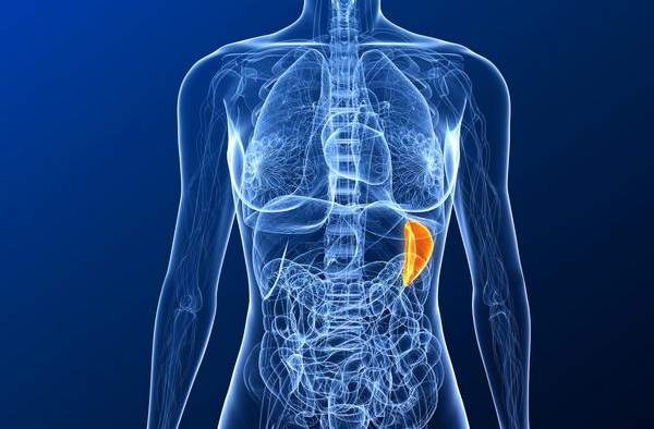 Important Information on Enlarged Spleen and Home Remedies for It ...